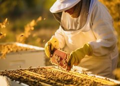 Where Flowers Meet Honey: The Charm of a Honeybee Farm